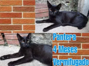 Gato raça SRD idade 2 a 6 meses nome Pantera 