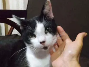 Gato raça Srd idade 7 a 11 meses nome Pingo 
