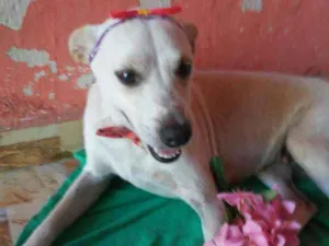 Cachorro raça Comum idade 7 a 11 meses nome Belinha