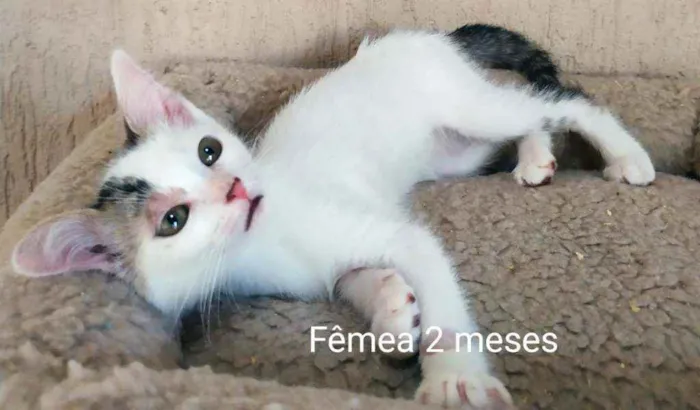 Gato ra a SRD idade 2 a 6 meses nome Lindos filhotes