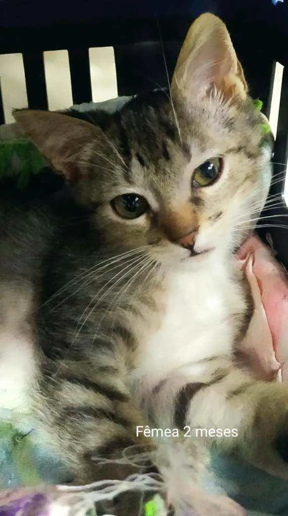 Gato ra a SRD idade 2 a 6 meses nome Lindos filhotes