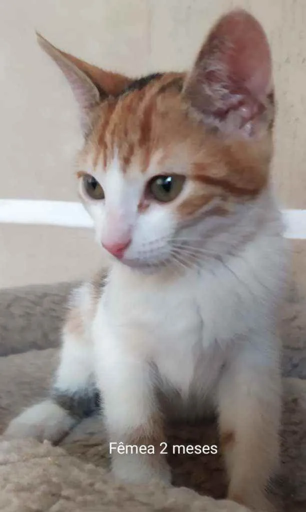 Gato ra a SRD idade 2 a 6 meses nome Lindos filhotes