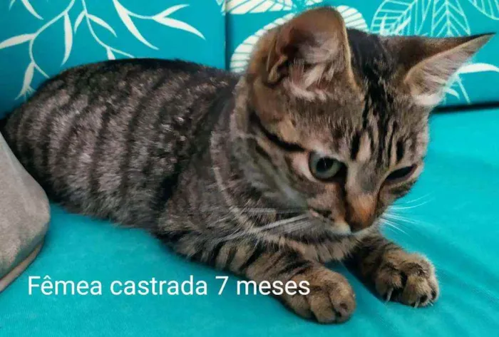 Gato ra a SRD idade 2 a 6 meses nome Lindos filhotes