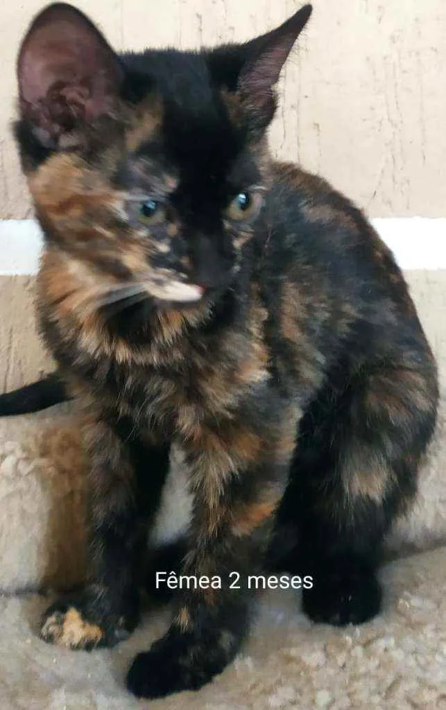 Gato ra a SRD idade 2 a 6 meses nome Lindos filhotes