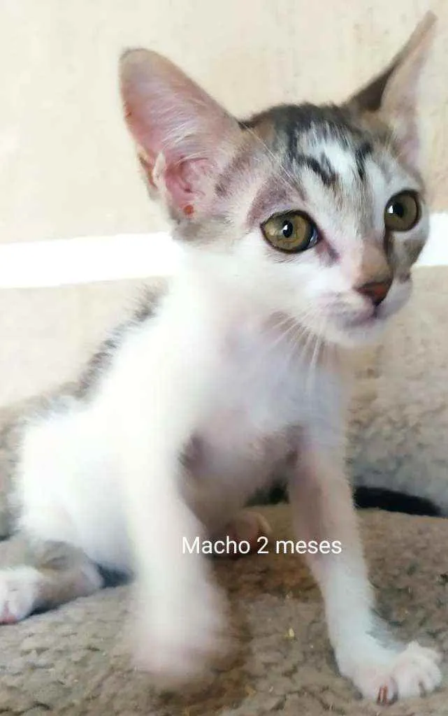 Gato ra a SRD idade 2 a 6 meses nome Lindos filhotes