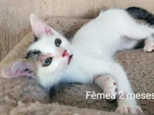 Gato raça SRD idade 2 a 6 meses nome Lindos filhotes