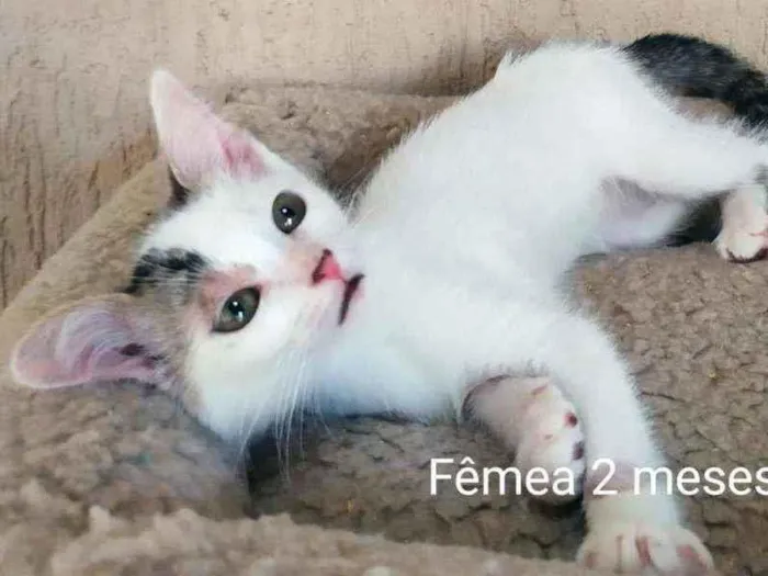 Gato ra a SRD idade 2 a 6 meses nome Lindos filhotes