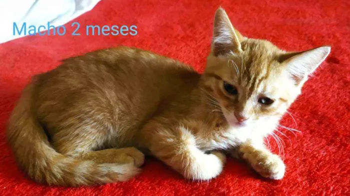 Gato ra a SRD idade 2 a 6 meses nome Lindos filhotes