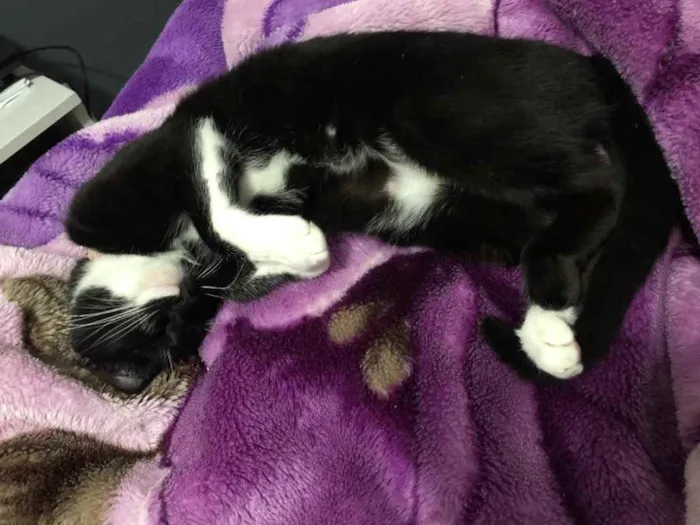 Gato ra a  idade 1 ano nome Mima 