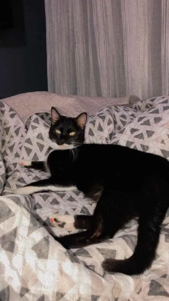 Gato ra a  idade 1 ano nome Mima 