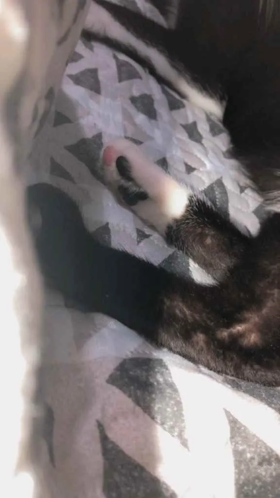 Gato ra a  idade 1 ano nome Mima 