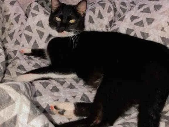 Gato ra a  idade 1 ano nome Mima 