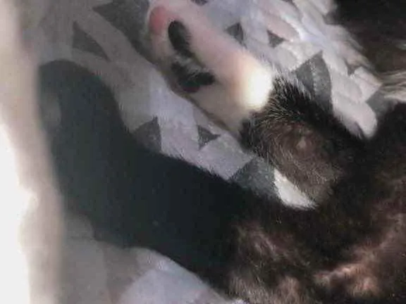 Gato ra a  idade 1 ano nome Mima 