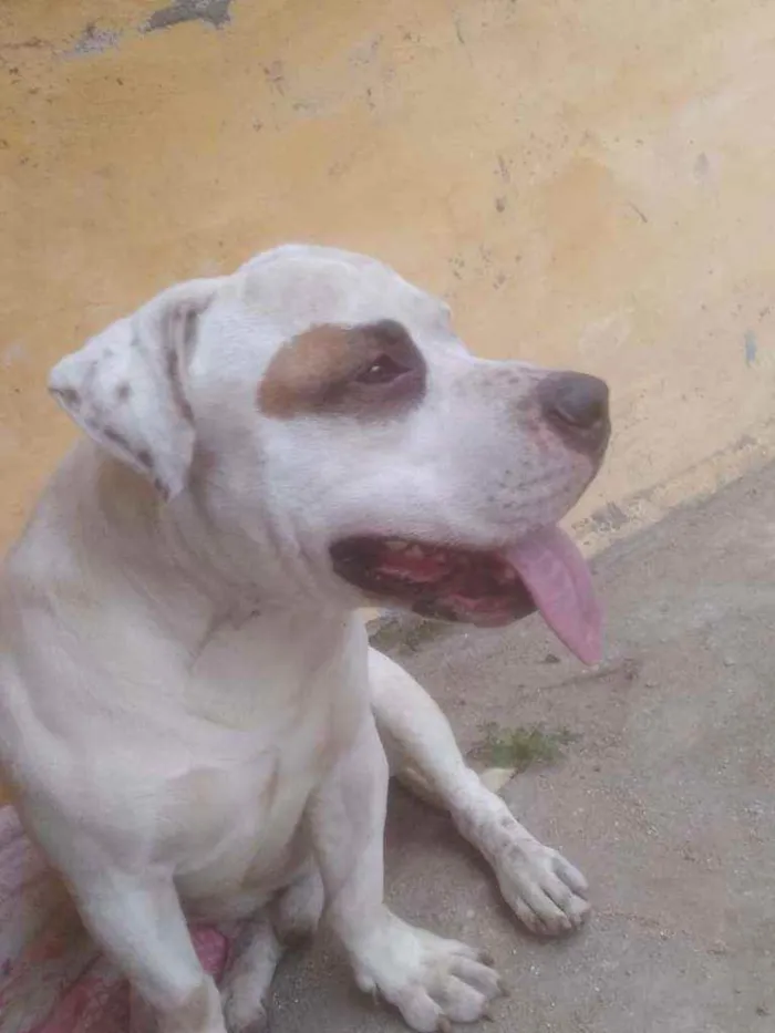 Cachorro raça SRD  idade 2 anos nome Zeus 