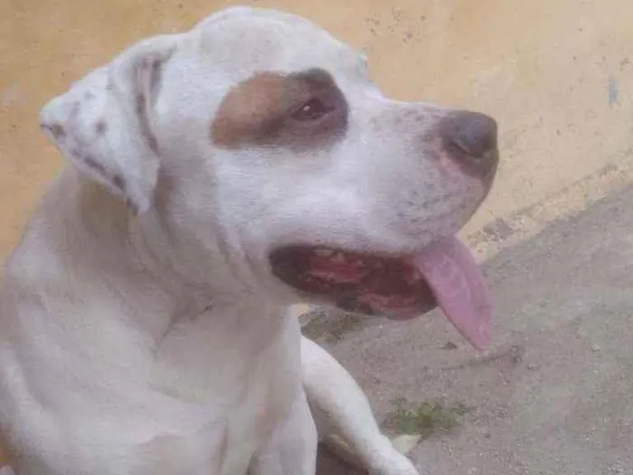 Cachorro raça SRD  idade 2 anos nome Zeus 