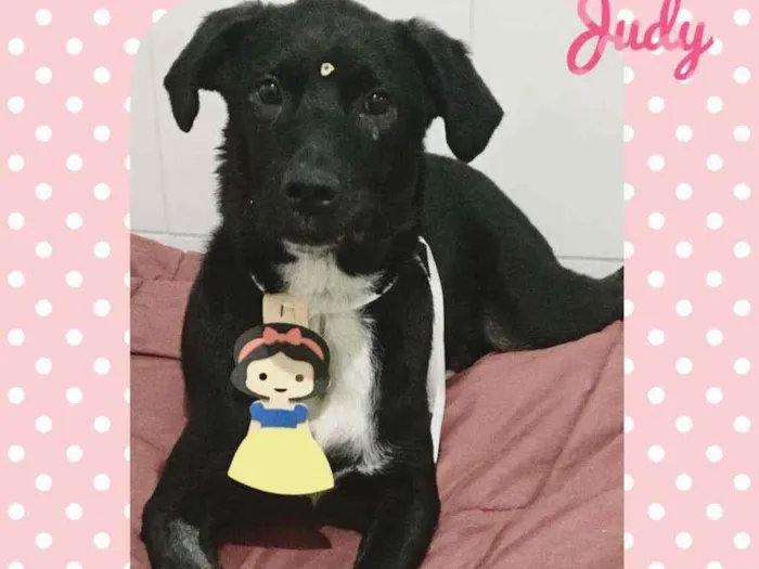Cachorro raça SRD  idade 2 a 6 meses nome Judy