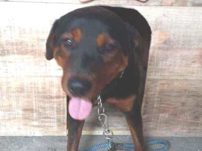 Cachorro raça Rot idade 7 a 11 meses nome Rick