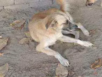 Cachorro ra a Viralata idade 1 ano nome Desconhocido