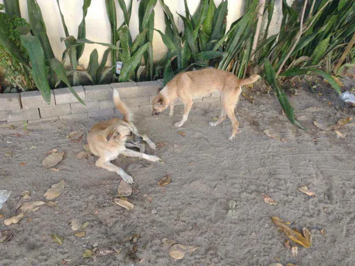 Cachorro ra a Viralata idade 1 ano nome Fofa