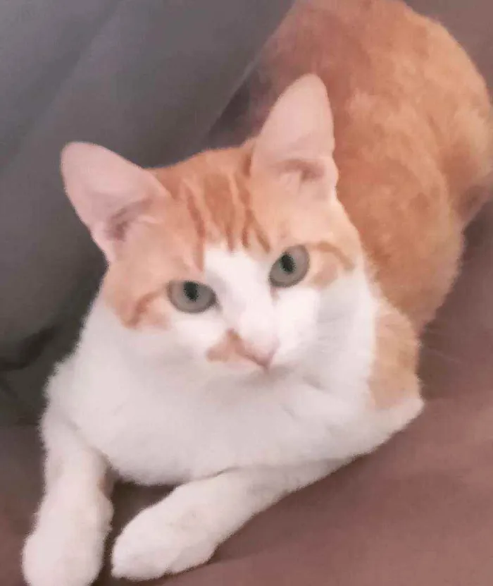 Gato ra a Sem raça idade 1 ano nome Pudim