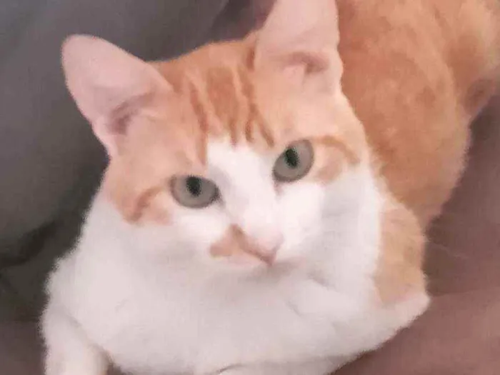 Gato ra a Sem raça idade 1 ano nome Pudim