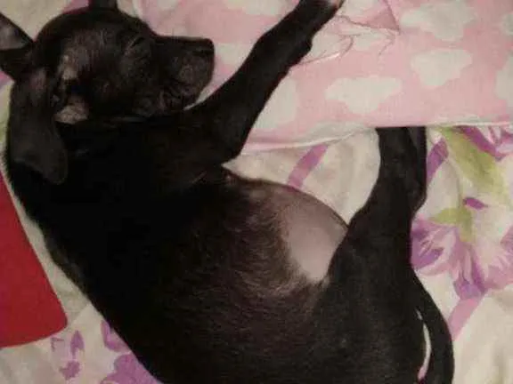 Cachorro ra a Mix de Labrador  idade 7 a 11 meses nome Pandora