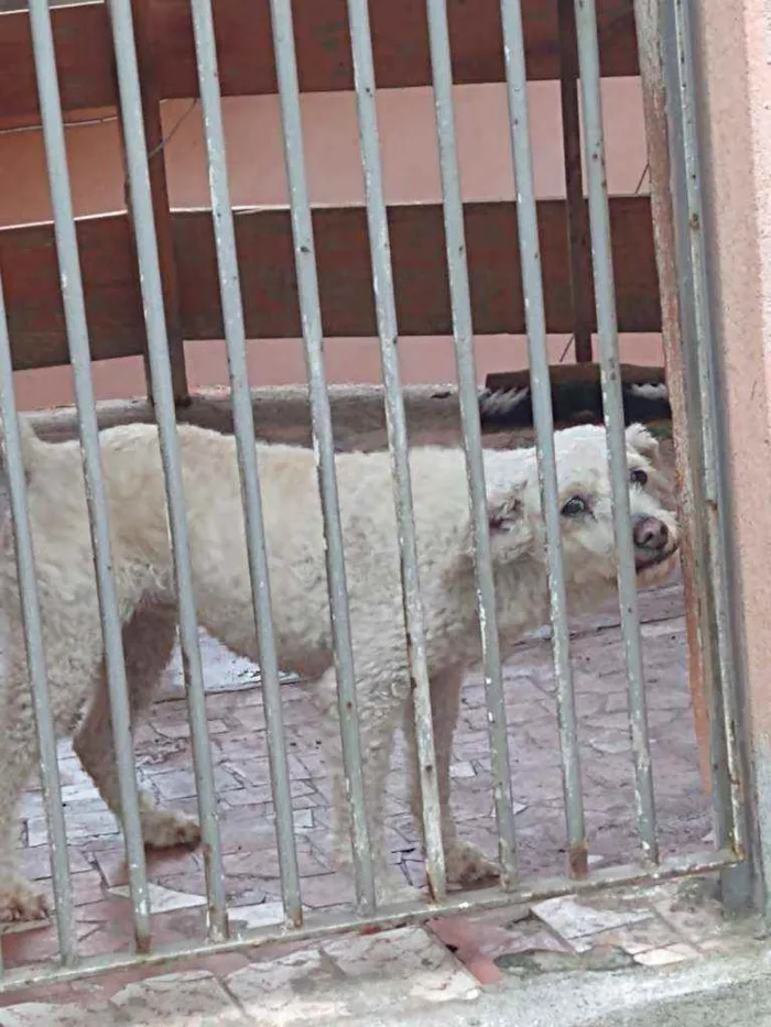 Cachorro raça Poodoll idade 6 ou mais anos nome Mel 