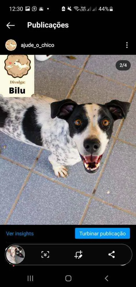 Cachorro ra a SRD idade 2 anos nome Bilu