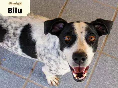 Cachorro ra a SRD idade 2 anos nome Bilu