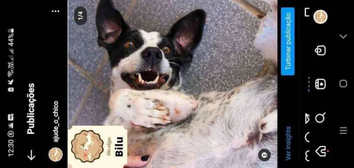 Cachorro ra a SRD idade 2 anos nome Bilu