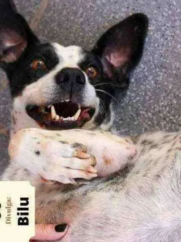 Cachorro ra a SRD idade 2 anos nome Bilu