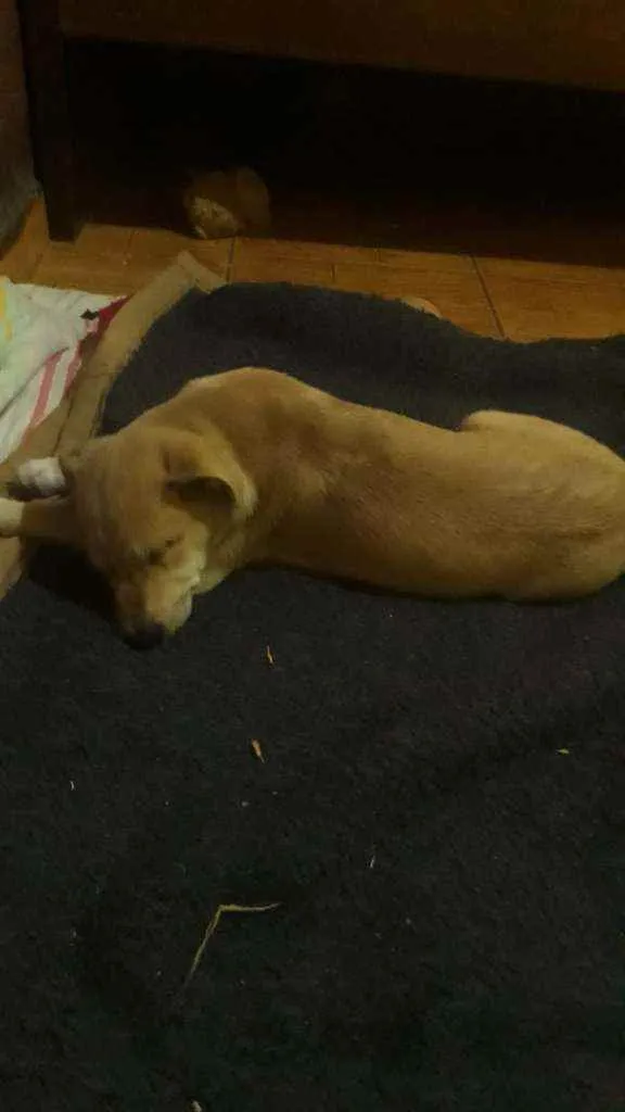 Cachorro raça Srd idade 2 a 6 meses nome Keiko