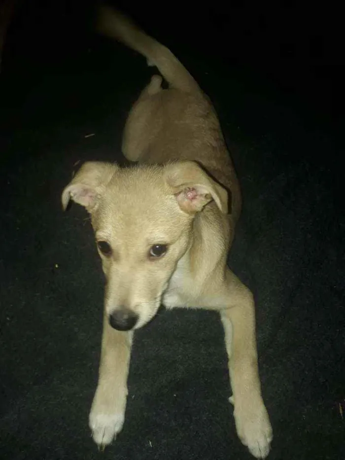 Cachorro raça Srd idade 2 a 6 meses nome Keiko