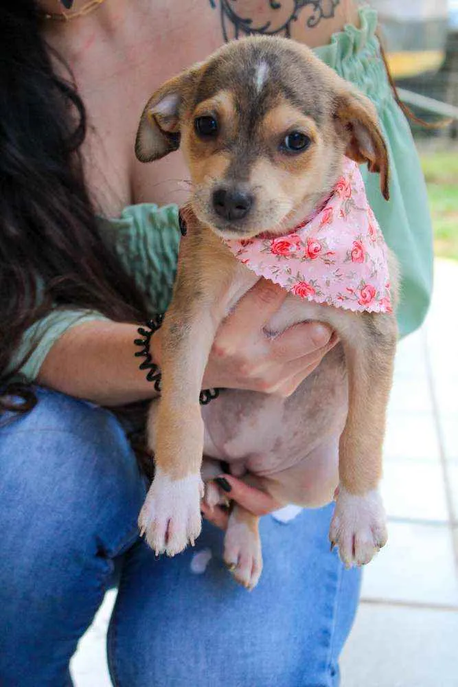 Cachorro ra a SRD idade 2 a 6 meses nome Jasmine