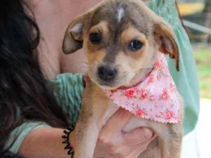 Cachorro raça SRD idade 2 a 6 meses nome Jasmine