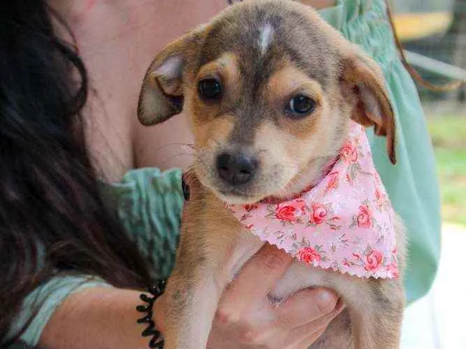 Cachorro ra a SRD idade 2 a 6 meses nome Jasmine