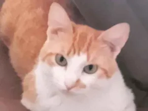 Gato raça Sem raça idade 1 ano nome Pudim