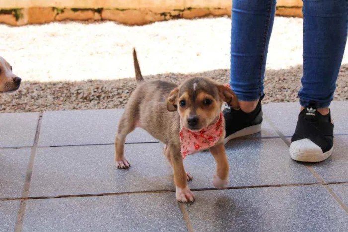 Cachorro ra a SRD idade 2 a 6 meses nome Jasmine 