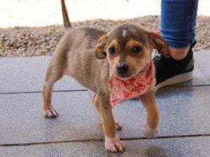 Cachorro raça SRD idade 2 a 6 meses nome Jasmine 