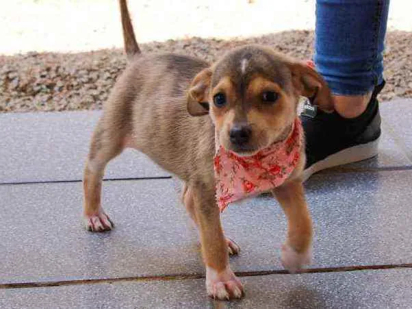 Cachorro ra a SRD idade 2 a 6 meses nome Jasmine 