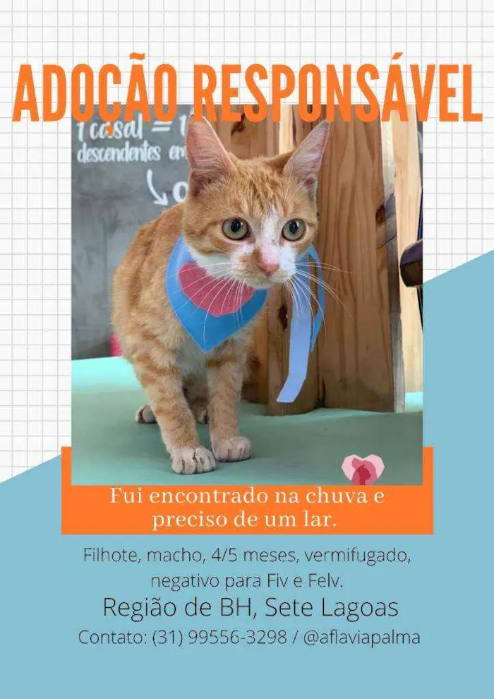 Gato raça Vira-lata idade 2 a 6 meses nome Leonardo
