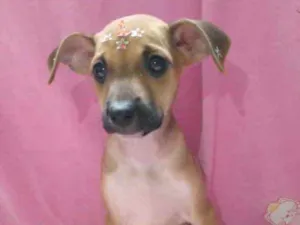 Cachorro raça Mestiça  idade 2 a 6 meses nome Nicole 