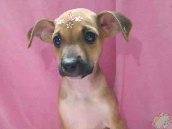 Cachorro ra a Mestiça  idade 2 a 6 meses nome Nicole 