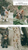 Betina,lina,teodora