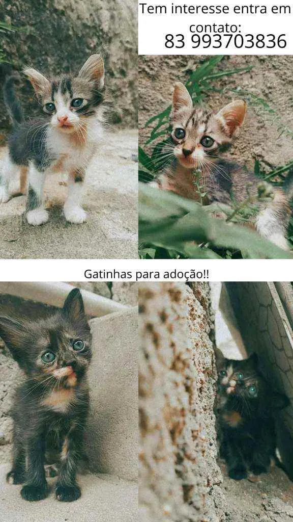 Gato raça sem raça idade Abaixo de 2 meses nome Betina,lina,teodora