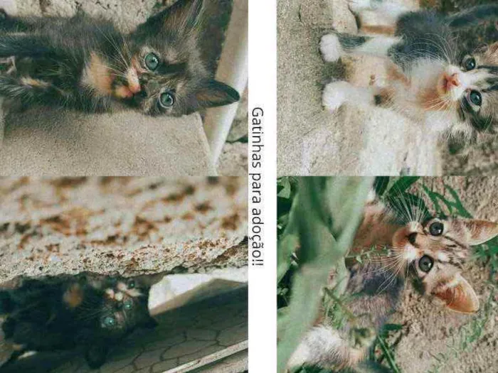 Gato raça sem raça idade Abaixo de 2 meses nome Betina,lina,teodora