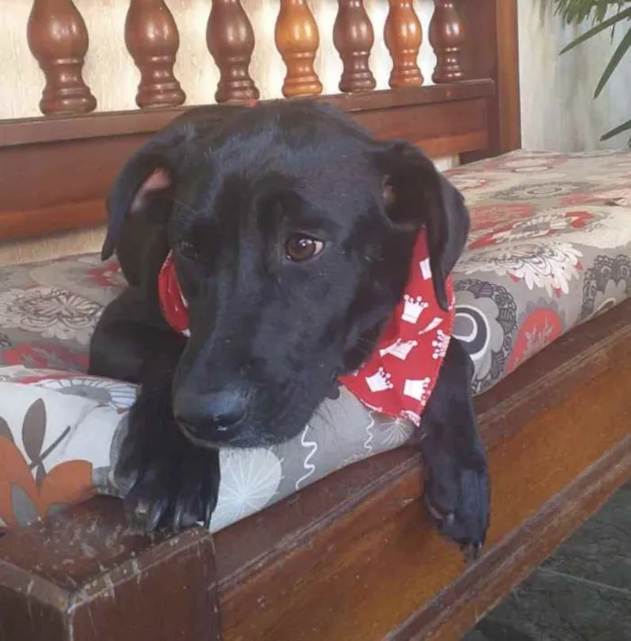 Cachorro ra a Mesticos  idade 1 ano nome Nina e Fred 