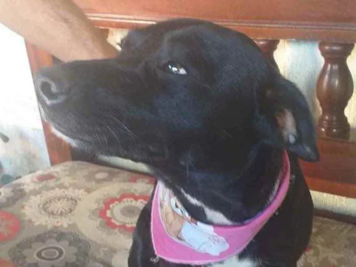 Cachorro ra a Mesticos  idade 1 ano nome Nina e Fred 