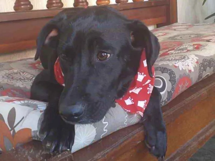 Cachorro ra a Mesticos  idade 1 ano nome Nina e Fred 
