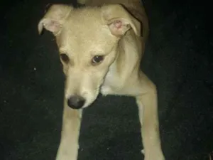 Cachorro raça Srd idade 2 a 6 meses nome Keiko